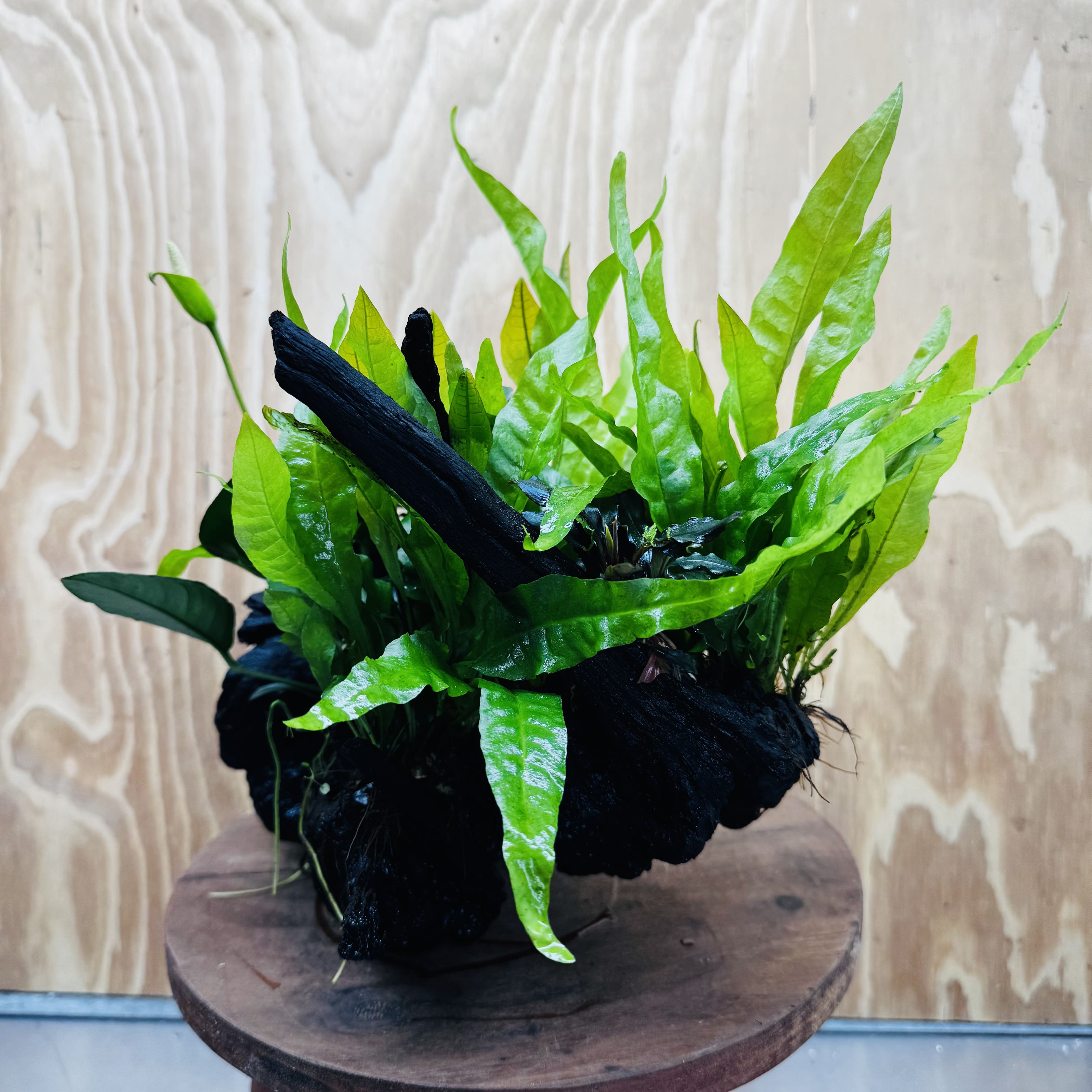 Scapeshop.com.au One Only Triple Bucephalandra & Triple Indo Microsorum (Java Fern) plus Anubias Lucy Driftwood Creation - One Only Triple Bucephalandra & Triple Indo Microsorum (Java Fern) plus Anubias Lucy Driftwood Creation - One Only