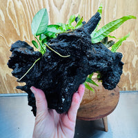 Scapeshop.com.au One Only Triple Bucephalandra & Triple Indo Microsorum (Java Fern) plus Anubias Lucy Driftwood Creation - One Only Triple Bucephalandra & Triple Indo Microsorum (Java Fern) plus Anubias Lucy Driftwood Creation - One Only