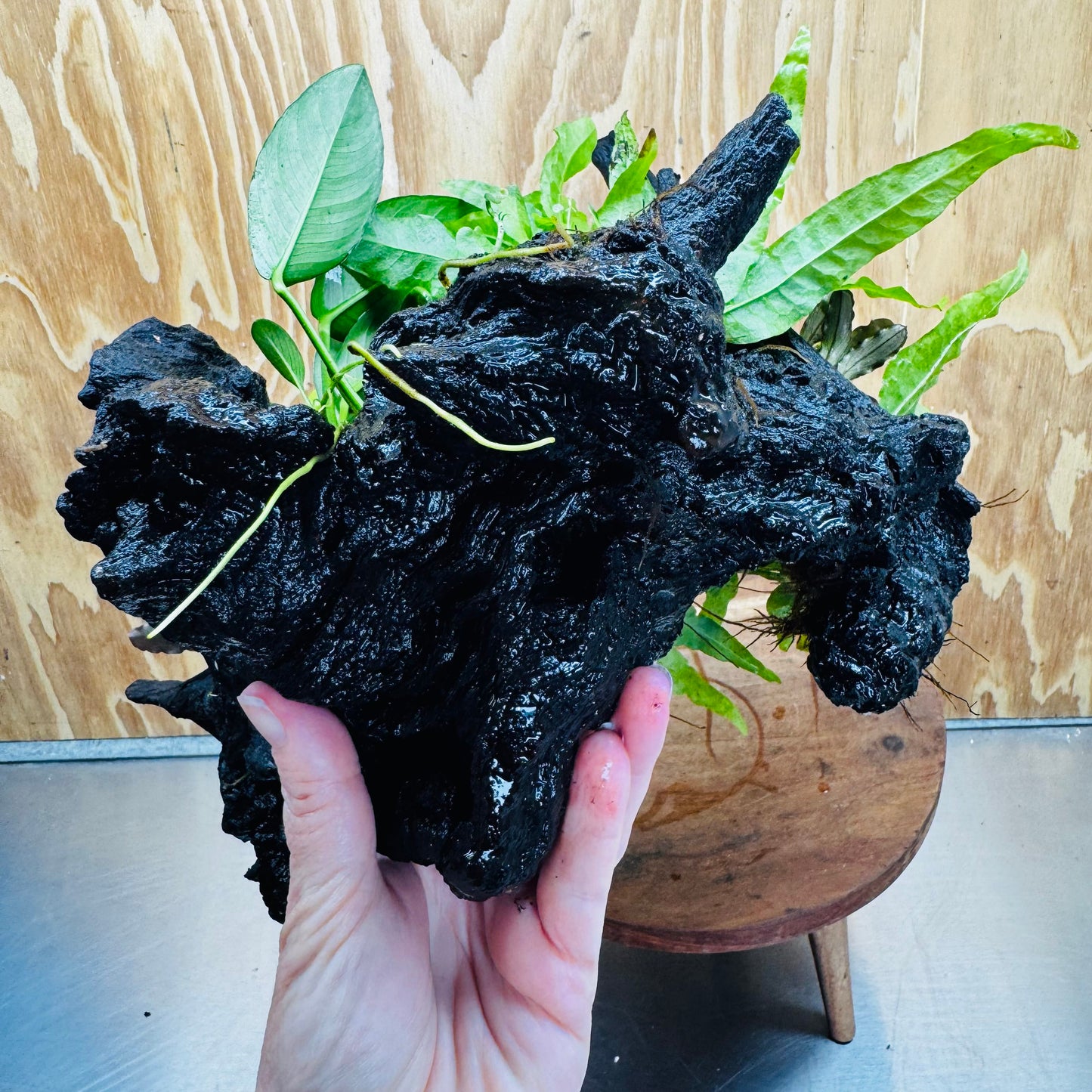 Scapeshop.com.au One Only Triple Bucephalandra & Triple Indo Microsorum (Java Fern) plus Anubias Lucy Driftwood Creation - One Only Triple Bucephalandra & Triple Indo Microsorum (Java Fern) plus Anubias Lucy Driftwood Creation - One Only