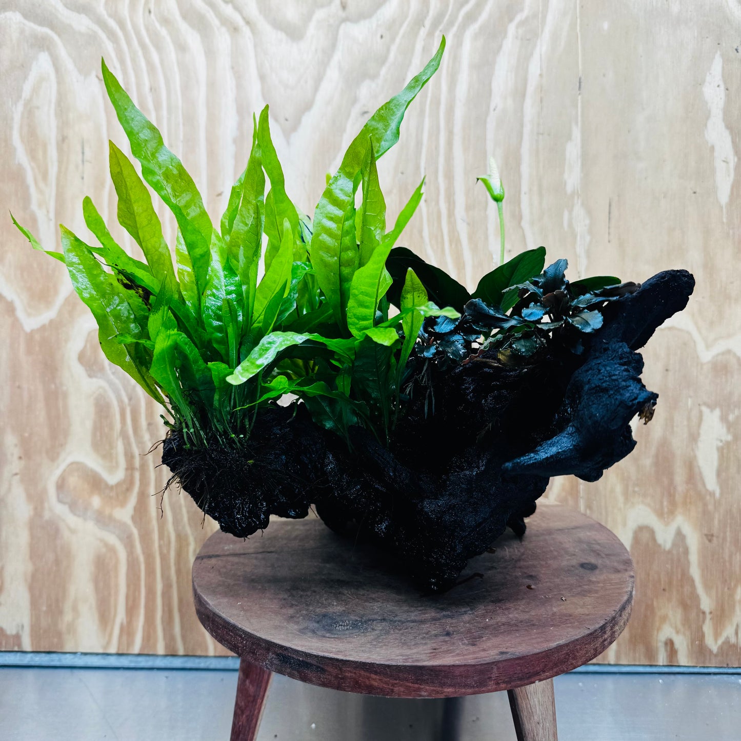 Scapeshop.com.au One Only Triple Bucephalandra & Triple Indo Microsorum (Java Fern) plus Anubias Lucy Driftwood Creation - One Only Triple Bucephalandra & Triple Indo Microsorum (Java Fern) plus Anubias Lucy Driftwood Creation - One Only