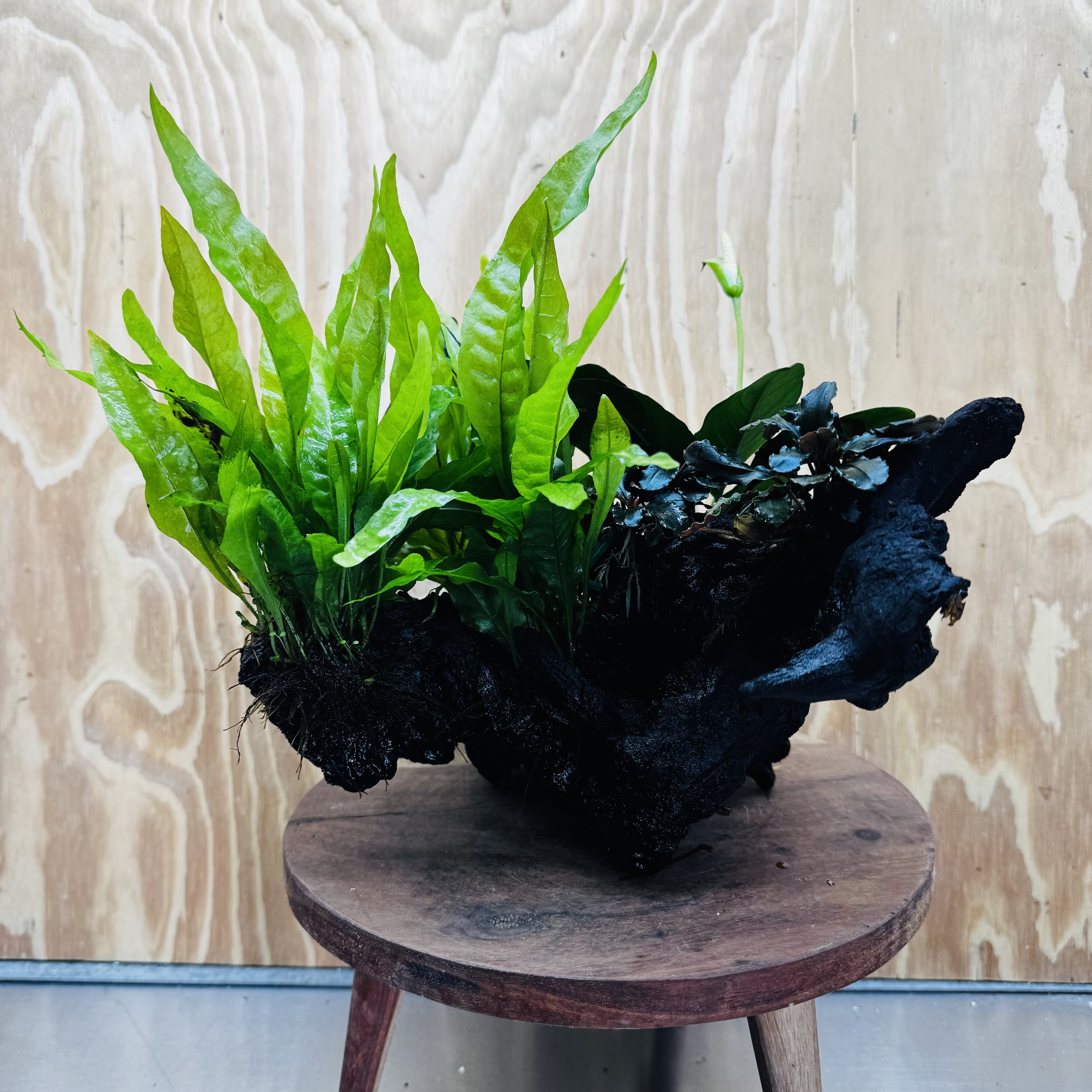 Scapeshop.com.au One Only Triple Bucephalandra & Triple Indo Microsorum (Java Fern) plus Anubias Lucy Driftwood Creation - One Only Triple Bucephalandra & Triple Indo Microsorum (Java Fern) plus Anubias Lucy Driftwood Creation - One Only