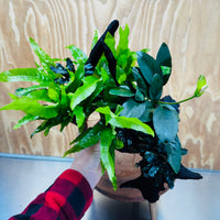 Scapeshop.com.au One Only Triple Bucephalandra & Triple Indo Microsorum (Java Fern) plus Anubias Lucy Driftwood Creation - One Only Triple Bucephalandra & Triple Indo Microsorum (Java Fern) plus Anubias Lucy Driftwood Creation - One Only