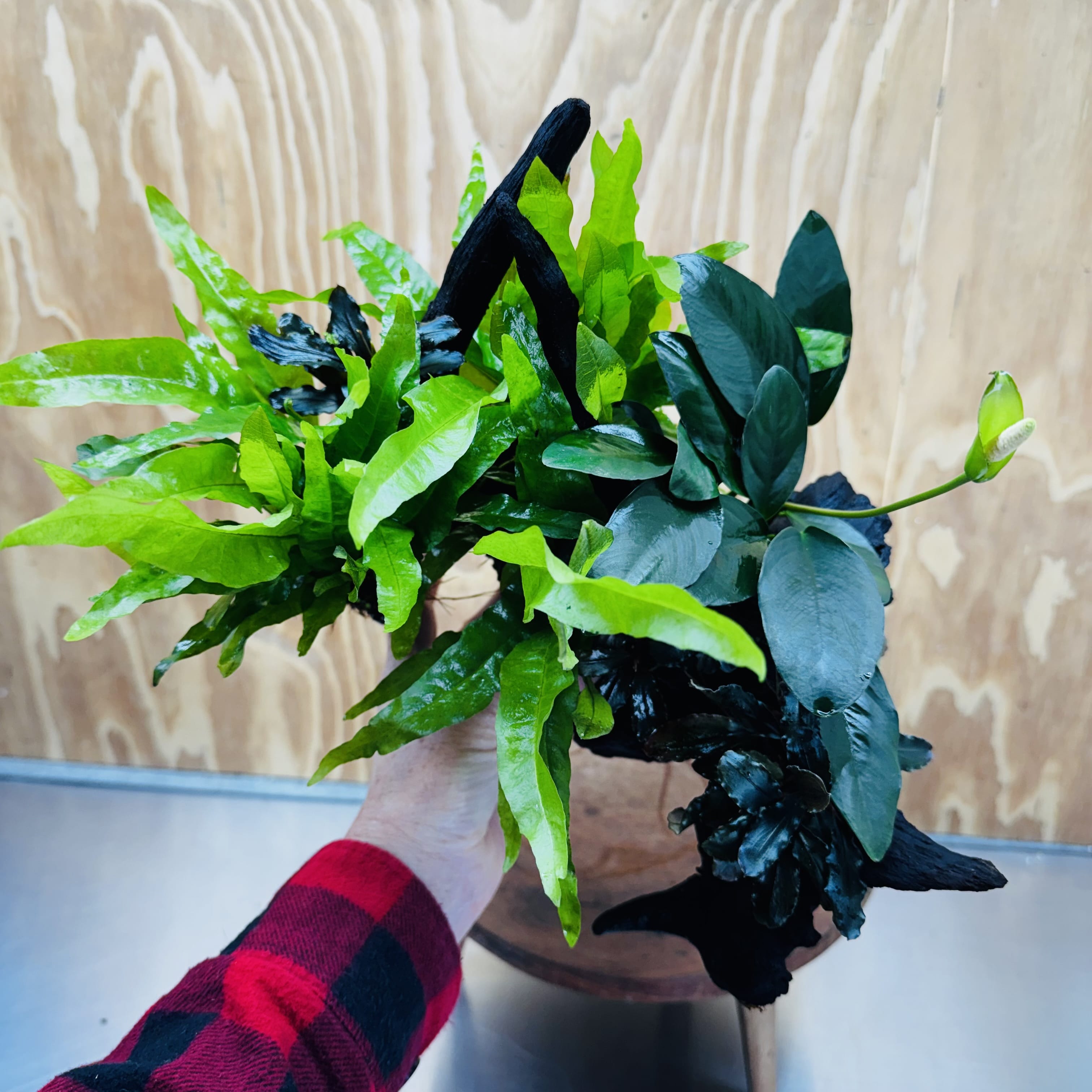 Scapeshop.com.au One Only Triple Bucephalandra & Triple Indo Microsorum (Java Fern) plus Anubias Lucy Driftwood Creation - One Only Triple Bucephalandra & Triple Indo Microsorum (Java Fern) plus Anubias Lucy Driftwood Creation - One Only
