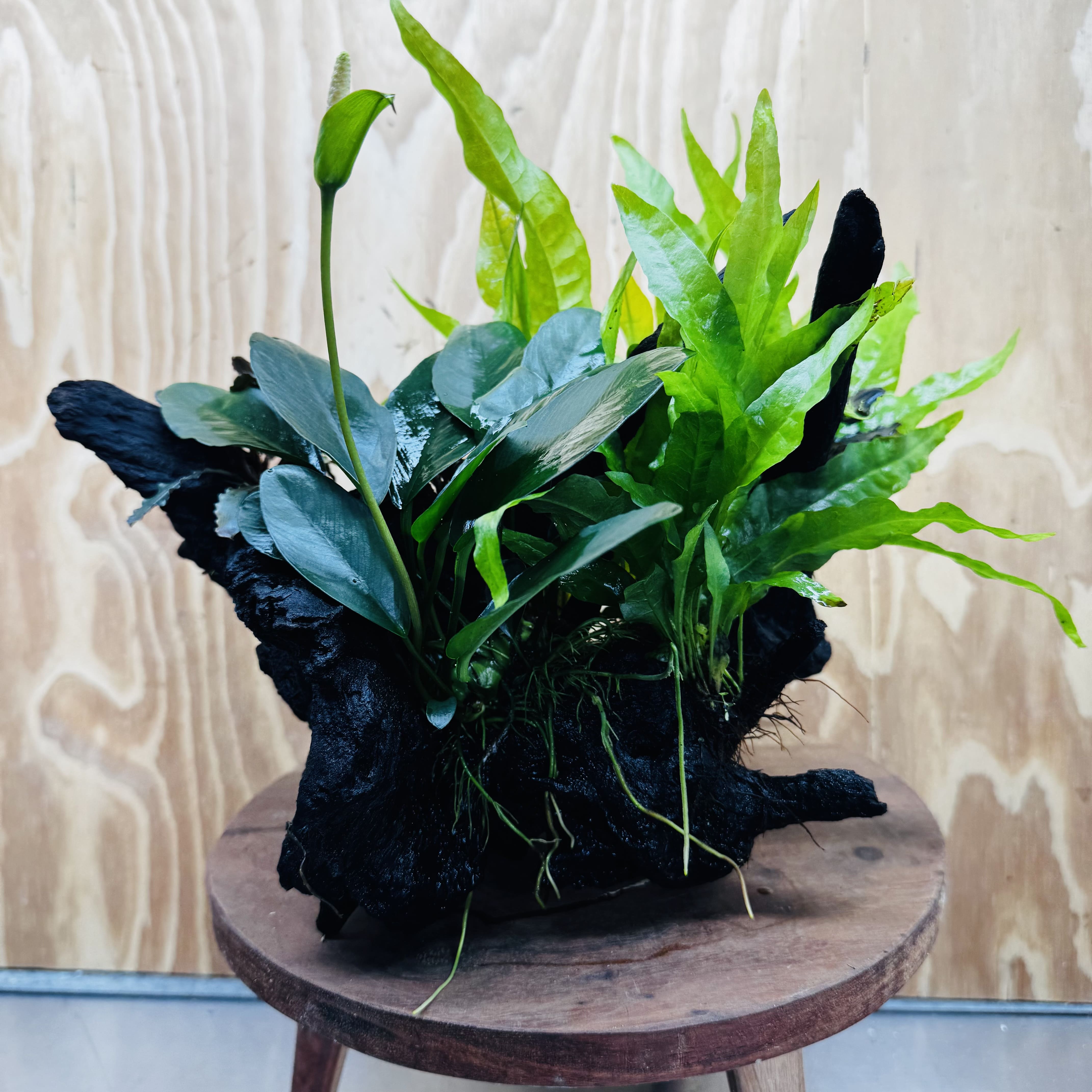 Scapeshop.com.au One Only Triple Bucephalandra & Triple Indo Microsorum (Java Fern) plus Anubias Lucy Driftwood Creation - One Only Triple Bucephalandra & Triple Indo Microsorum (Java Fern) plus Anubias Lucy Driftwood Creation - One Only