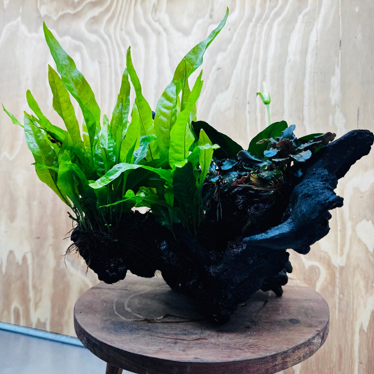 Scapeshop.com.au One Only Triple Bucephalandra & Triple Indo Microsorum (Java Fern) plus Anubias Lucy Driftwood Creation - One Only Triple Bucephalandra & Triple Indo Microsorum (Java Fern) plus Anubias Lucy Driftwood Creation - One Only