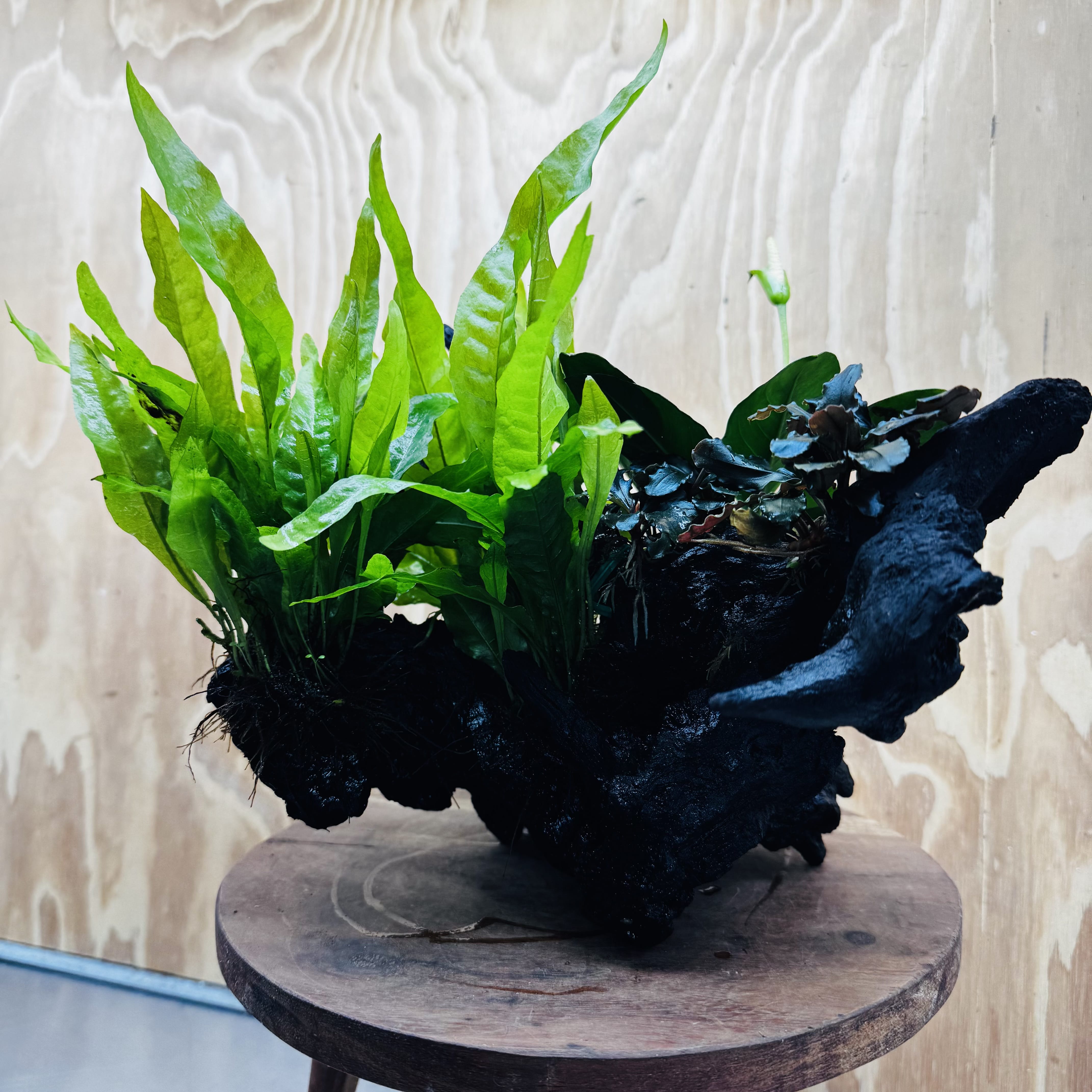 Scapeshop.com.au One Only Triple Bucephalandra & Triple Indo Microsorum (Java Fern) plus Anubias Lucy Driftwood Creation - One Only Triple Bucephalandra & Triple Indo Microsorum (Java Fern) plus Anubias Lucy Driftwood Creation - One Only