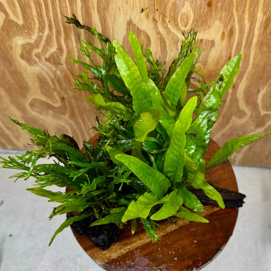 Scapeshop.com.au One Only Triple Microsorum - Double Crested plus Indo (Java Fern) Driftwood Creation - One Only Triple Microsorum - Double Crested plus Indo (Java Fern) Driftwood Creation - One Only