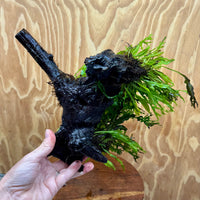 Scapeshop.com.au One Only Triple Microsorum - Double Crested plus Indo (Java Fern) Driftwood Creation - One Only Triple Microsorum - Double Crested plus Indo (Java Fern) Driftwood Creation - One Only