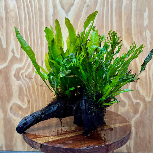 Scapeshop.com.au One Only Triple Microsorum - Double Crested plus Indo (Java Fern) Driftwood Creation - One Only Triple Microsorum - Double Crested plus Indo (Java Fern) Driftwood Creation - One Only