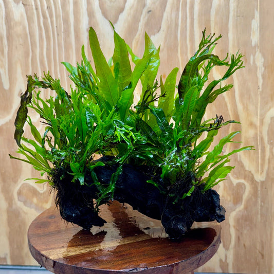 Scapeshop.com.au One Only Triple Microsorum - Double Crested plus Indo (Java Fern) Driftwood Creation - One Only Triple Microsorum - Double Crested plus Indo (Java Fern) Driftwood Creation - One Only