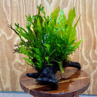 Scapeshop.com.au One Only Triple Microsorum - Double Crested plus Indo (Java Fern) Driftwood Creation - One Only Triple Microsorum - Double Crested plus Indo (Java Fern) Driftwood Creation - One Only