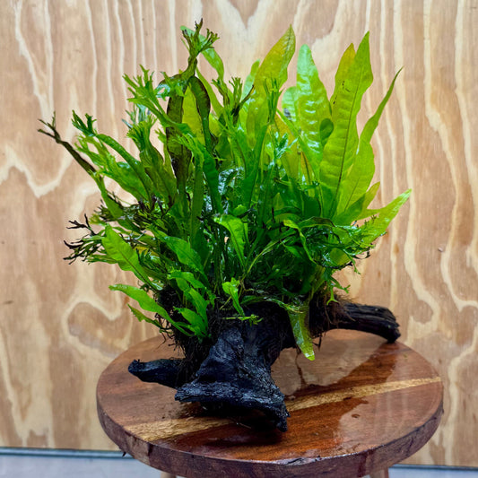 Scapeshop.com.au One Only Triple Microsorum - Double Crested plus Indo (Java Fern) Driftwood Creation - One Only Triple Microsorum - Double Crested plus Indo (Java Fern) Driftwood Creation - One Only