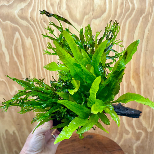 Scapeshop.com.au One Only Triple Microsorum - Double Crested plus Indo (Java Fern) Driftwood Creation - One Only Triple Microsorum - Double Crested plus Indo (Java Fern) Driftwood Creation - One Only