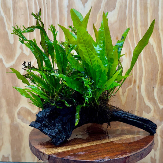 Scapeshop.com.au One Only Triple Microsorum - Double Crested plus Indo (Java Fern) Driftwood Creation - One Only Triple Microsorum - Double Crested plus Indo (Java Fern) Driftwood Creation - One Only