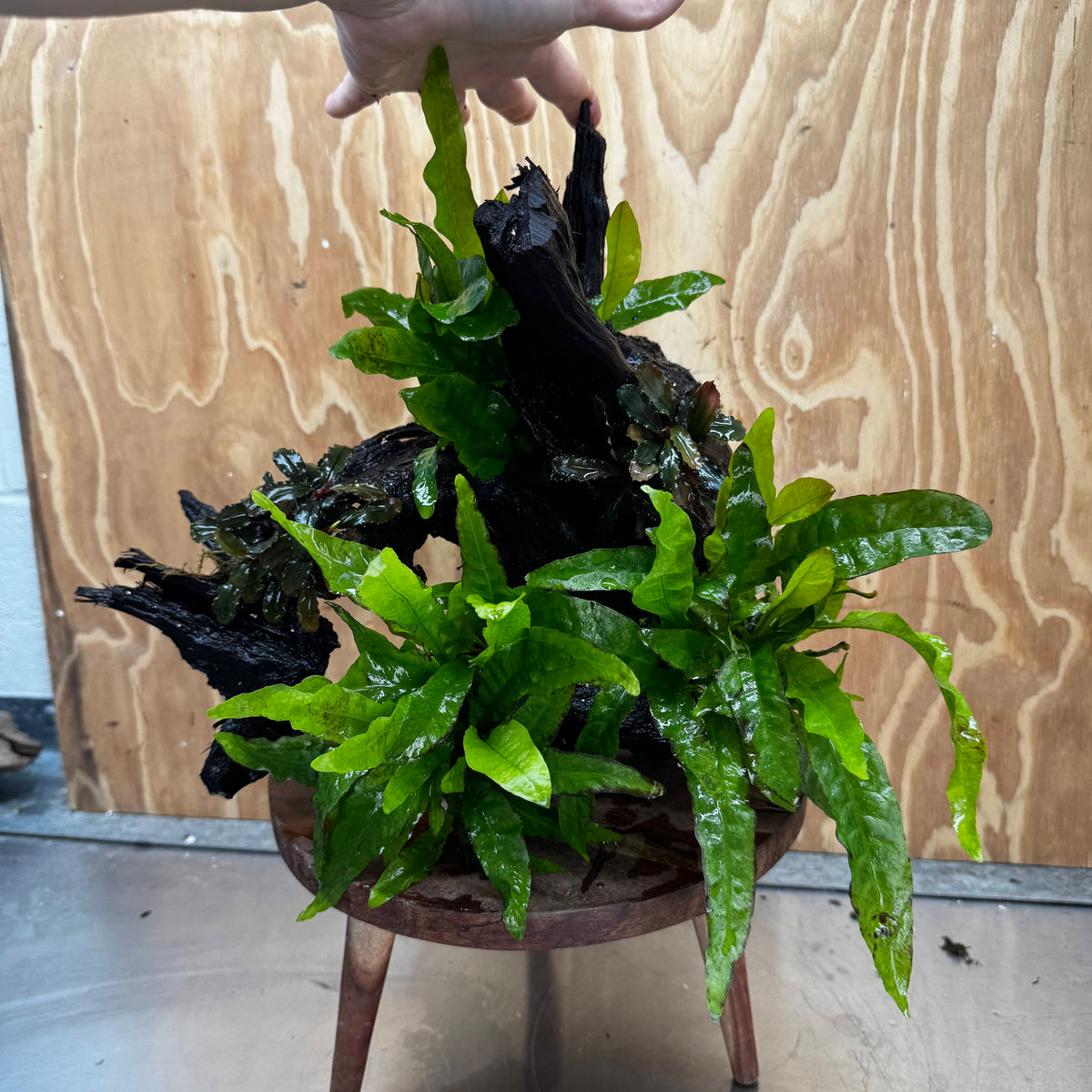 Scapeshop.com.au One Only Triple Microsorum 'Indo'(Java Fern) & Double Bucephalandra Driftwood Creation - One Only Triple Microsorum 'Indo'(Java Fern) & Double Bucephalandra Driftwood Creation - One Only