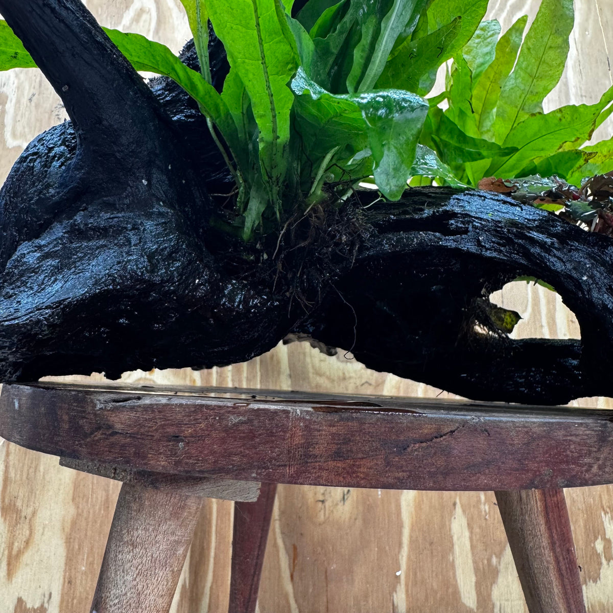 Scapeshop.com.au One Only Triple Microsorum 'Indo'(Java Fern) & Double Bucephalandra Driftwood Creation - One Only Triple Microsorum 'Indo'(Java Fern) & Double Bucephalandra Driftwood Creation - One Only