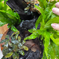 Scapeshop.com.au One Only Triple Microsorum 'Indo'(Java Fern) & Double Bucephalandra Driftwood Creation - One Only Triple Microsorum 'Indo'(Java Fern) & Double Bucephalandra Driftwood Creation - One Only