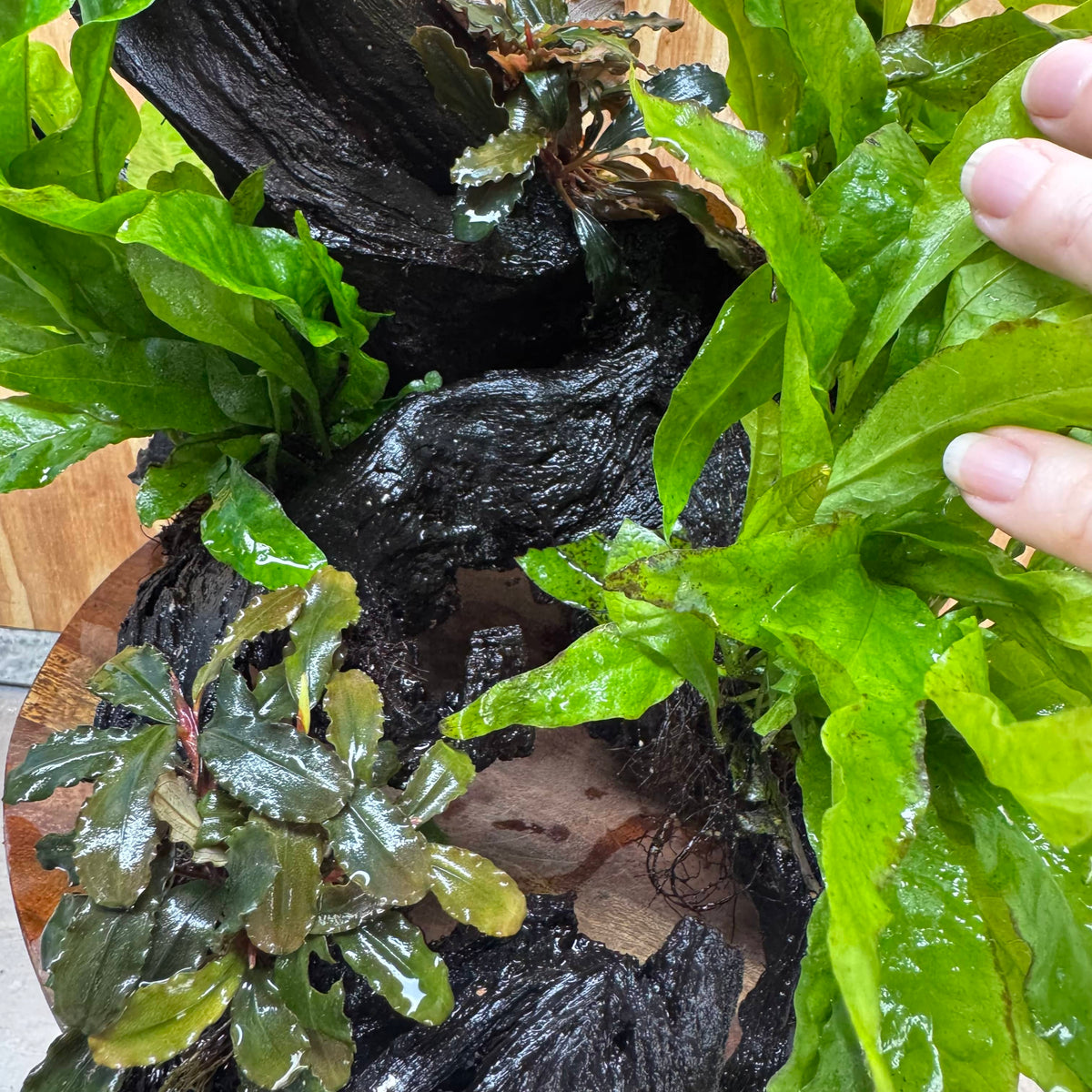Scapeshop.com.au One Only Triple Microsorum 'Indo'(Java Fern) & Double Bucephalandra Driftwood Creation - One Only Triple Microsorum 'Indo'(Java Fern) & Double Bucephalandra Driftwood Creation - One Only