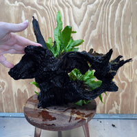 Scapeshop.com.au One Only Triple Microsorum 'Indo'(Java Fern) & Double Bucephalandra Driftwood Creation - One Only Triple Microsorum 'Indo'(Java Fern) & Double Bucephalandra Driftwood Creation - One Only