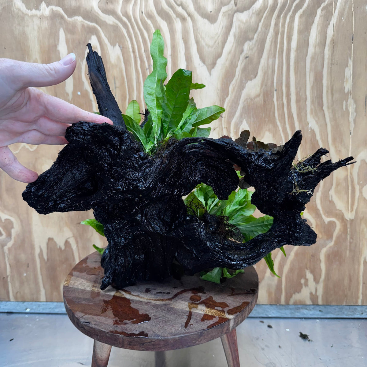 Scapeshop.com.au One Only Triple Microsorum 'Indo'(Java Fern) & Double Bucephalandra Driftwood Creation - One Only Triple Microsorum 'Indo'(Java Fern) & Double Bucephalandra Driftwood Creation - One Only