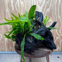Scapeshop.com.au One Only Triple Microsorum 'Indo'(Java Fern) & Double Bucephalandra Driftwood Creation - One Only Triple Microsorum 'Indo'(Java Fern) & Double Bucephalandra Driftwood Creation - One Only