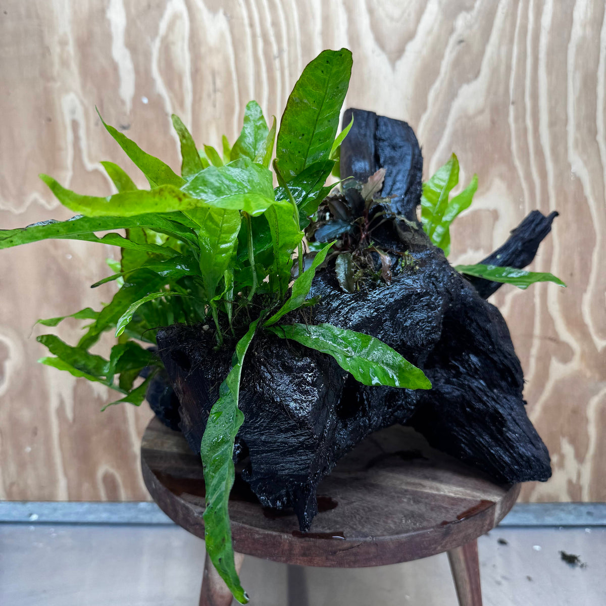 Scapeshop.com.au One Only Triple Microsorum 'Indo'(Java Fern) & Double Bucephalandra Driftwood Creation - One Only Triple Microsorum 'Indo'(Java Fern) & Double Bucephalandra Driftwood Creation - One Only