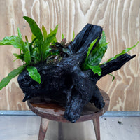 Scapeshop.com.au One Only Triple Microsorum 'Indo'(Java Fern) & Double Bucephalandra Driftwood Creation - One Only Triple Microsorum 'Indo'(Java Fern) & Double Bucephalandra Driftwood Creation - One Only