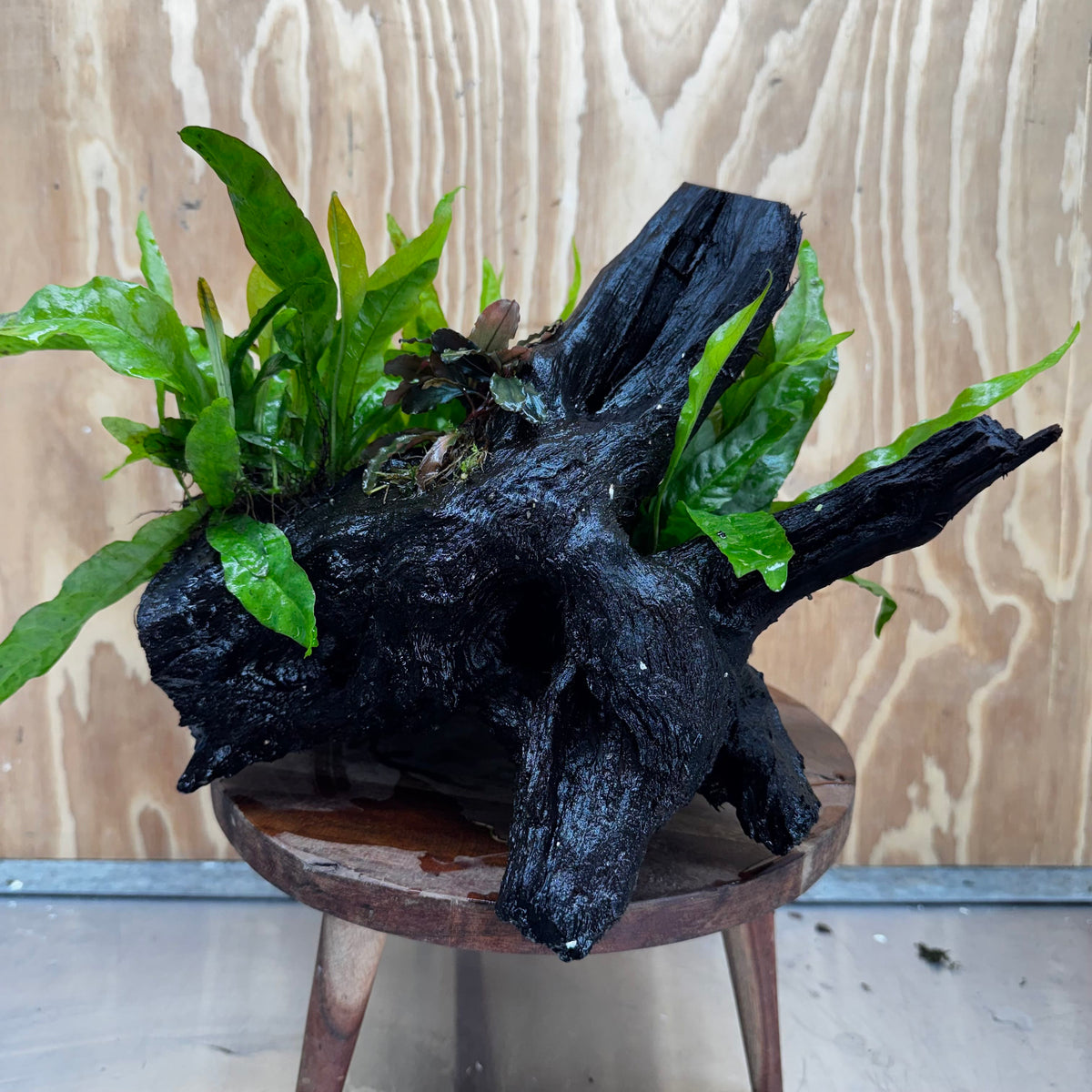Scapeshop.com.au One Only Triple Microsorum 'Indo'(Java Fern) & Double Bucephalandra Driftwood Creation - One Only Triple Microsorum 'Indo'(Java Fern) & Double Bucephalandra Driftwood Creation - One Only