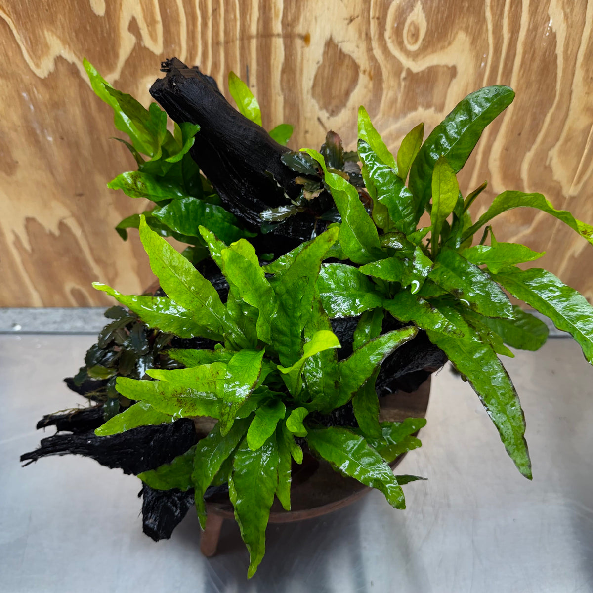 Scapeshop.com.au One Only Triple Microsorum 'Indo'(Java Fern) & Double Bucephalandra Driftwood Creation - One Only Triple Microsorum 'Indo'(Java Fern) & Double Bucephalandra Driftwood Creation - One Only