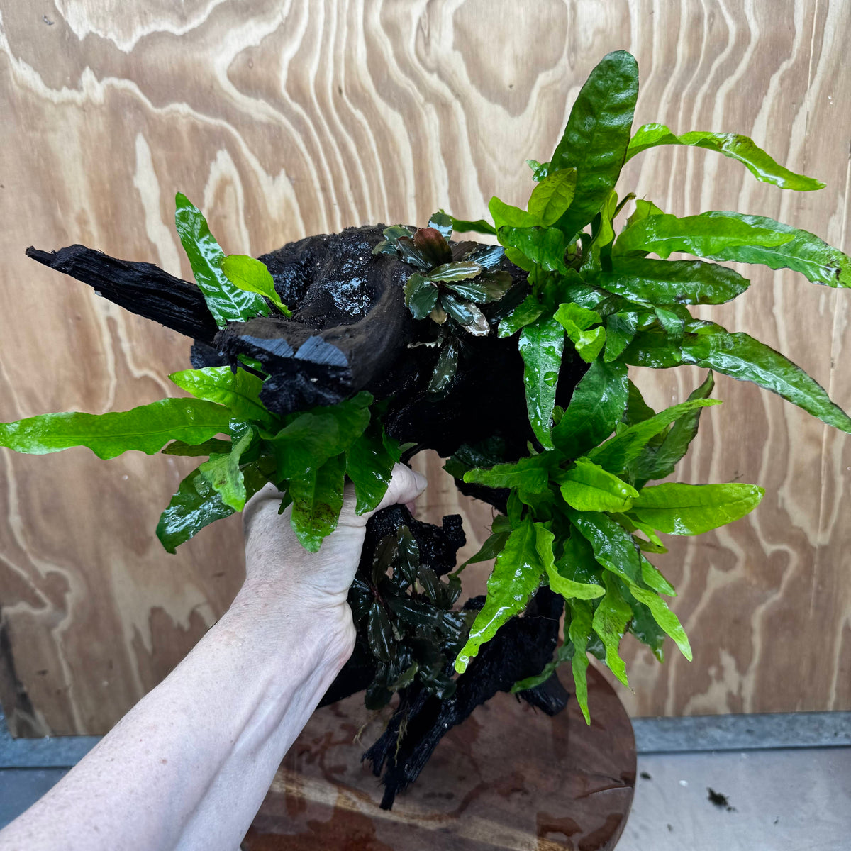 Scapeshop.com.au One Only Triple Microsorum 'Indo'(Java Fern) & Double Bucephalandra Driftwood Creation - One Only Triple Microsorum 'Indo'(Java Fern) & Double Bucephalandra Driftwood Creation - One Only