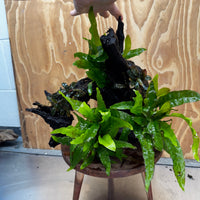 Scapeshop.com.au One Only Triple Microsorum 'Indo'(Java Fern) & Double Bucephalandra Driftwood Creation - One Only Triple Microsorum 'Indo'(Java Fern) & Double Bucephalandra Driftwood Creation - One Only
