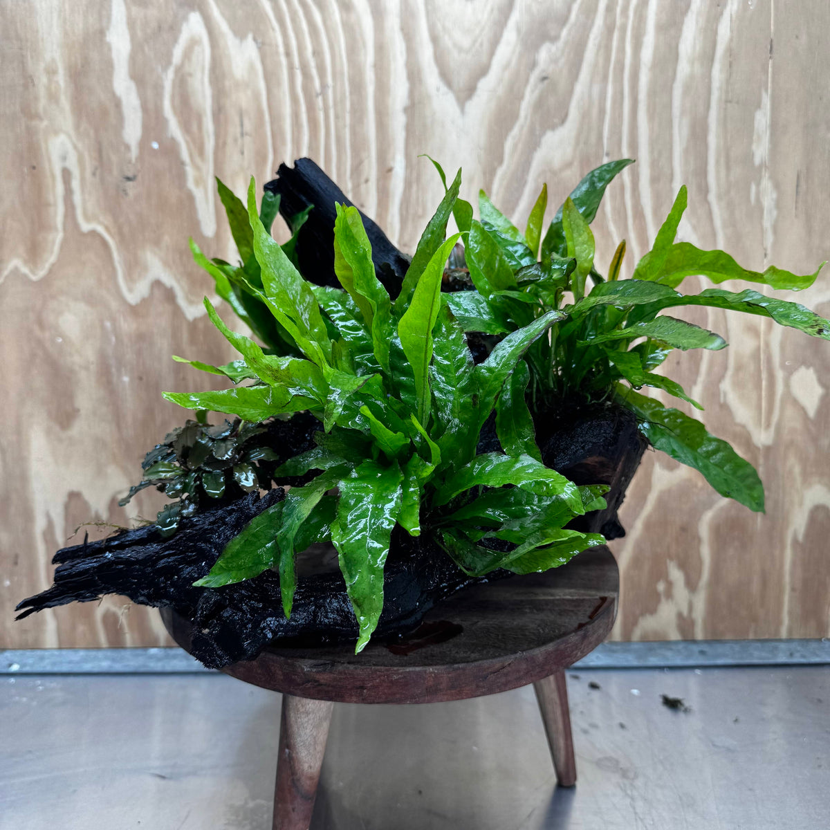 Scapeshop.com.au One Only Triple Microsorum 'Indo'(Java Fern) & Double Bucephalandra Driftwood Creation - One Only Triple Microsorum 'Indo'(Java Fern) & Double Bucephalandra Driftwood Creation - One Only
