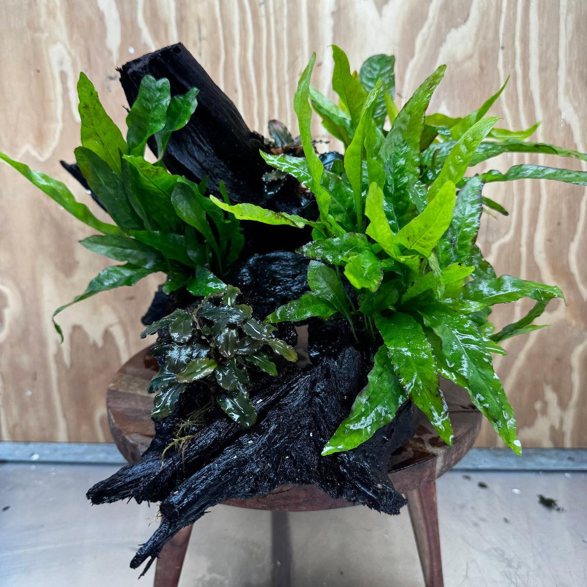 Scapeshop.com.au One Only Triple Microsorum 'Indo'(Java Fern) & Double Bucephalandra Driftwood Creation - One Only Triple Microsorum 'Indo'(Java Fern) & Double Bucephalandra Driftwood Creation - One Only