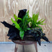 Scapeshop.com.au One Only Triple Microsorum 'Indo'(Java Fern) & Double Bucephalandra Driftwood Creation - One Only Triple Microsorum 'Indo'(Java Fern) & Double Bucephalandra Driftwood Creation - One Only