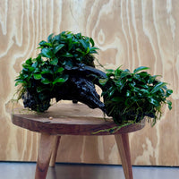 Pisces Enterprises One Only Triple Petite Nana Driftwood Creation - One Only - Strength Triple Petite Nana Driftwood Creation - One Only - Strength