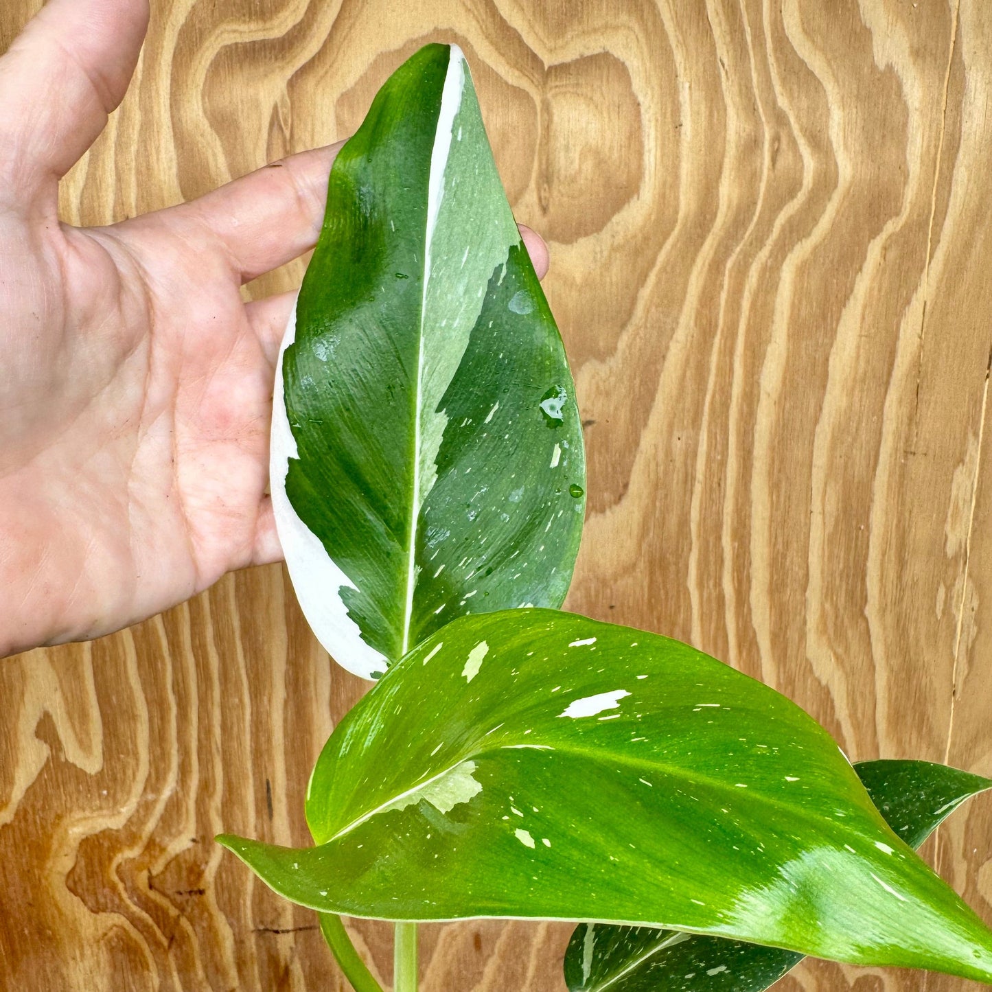Scapeshop.com.au One Only White Princess Philodendron Aquaponic Pot - Tank Topper - One Only A White Princess Philodendron Aquaponic Pot - Tank Topper - One Only A