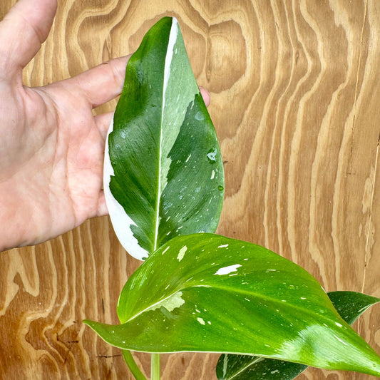 Scapeshop.com.au One Only White Princess Philodendron Aquaponic Pot - Tank Topper - One Only A White Princess Philodendron Aquaponic Pot - Tank Topper - One Only A