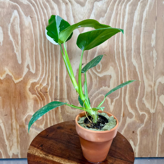 Scapeshop.com.au One Only White Princess Philodendron Aquaponic Pot - Tank Topper - One Only A White Princess Philodendron Aquaponic Pot - Tank Topper - One Only A