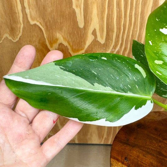 Scapeshop.com.au One Only White Princess Philodendron Aquaponic Pot - Tank Topper - One Only A White Princess Philodendron Aquaponic Pot - Tank Topper - One Only A