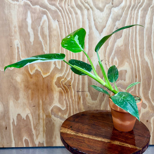 Scapeshop.com.au One Only White Princess Philodendron Aquaponic Pot - Tank Topper - One Only A White Princess Philodendron Aquaponic Pot - Tank Topper - One Only A