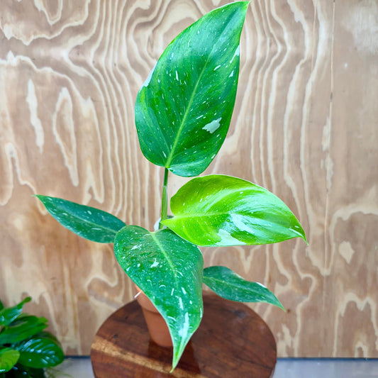 Scapeshop.com.au One Only White Princess Philodendron Aquaponic Pot - Tank Topper - One Only B White Princess Philodendron Aquaponic Pot - Tank Topper - One Only B