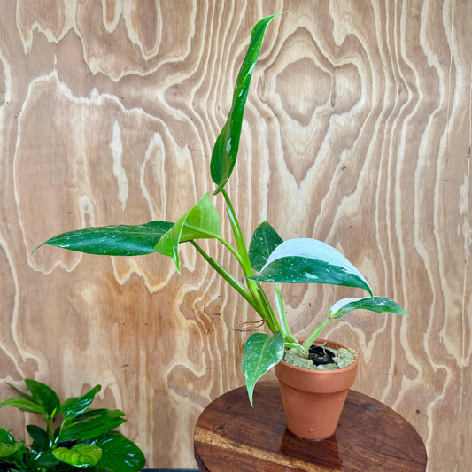 Scapeshop.com.au One Only White Princess Philodendron Aquaponic Pot - Tank Topper - One Only B White Princess Philodendron Aquaponic Pot - Tank Topper - One Only B