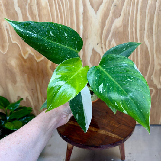 Scapeshop.com.au One Only White Princess Philodendron Aquaponic Pot - Tank Topper - One Only B White Princess Philodendron Aquaponic Pot - Tank Topper - One Only B