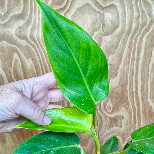 Scapeshop.com.au One Only White Princess Philodendron Aquaponic Pot - Tank Topper - One Only C White Princess Philodendron Aquaponic Pot - Tank Topper - One Only C