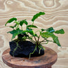 Pisces Enterprises Rock Creation Anubias Coffeefolia and Nana on Large Black Lava Rock Creation - One Only