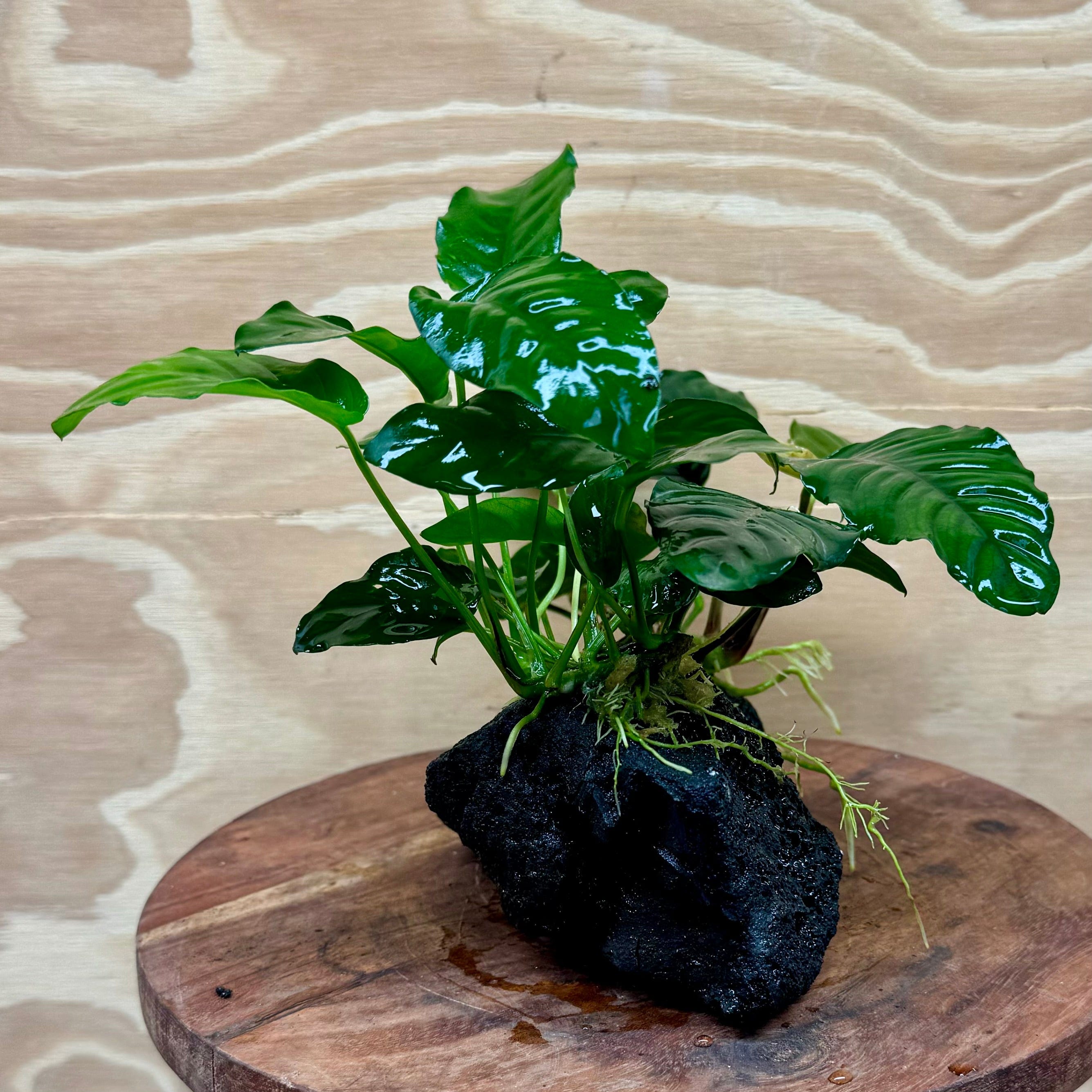 Pisces Enterprises Rock Creation Anubias Coffeefolia and Nana on Large Black Lava Rock Creation - One Only