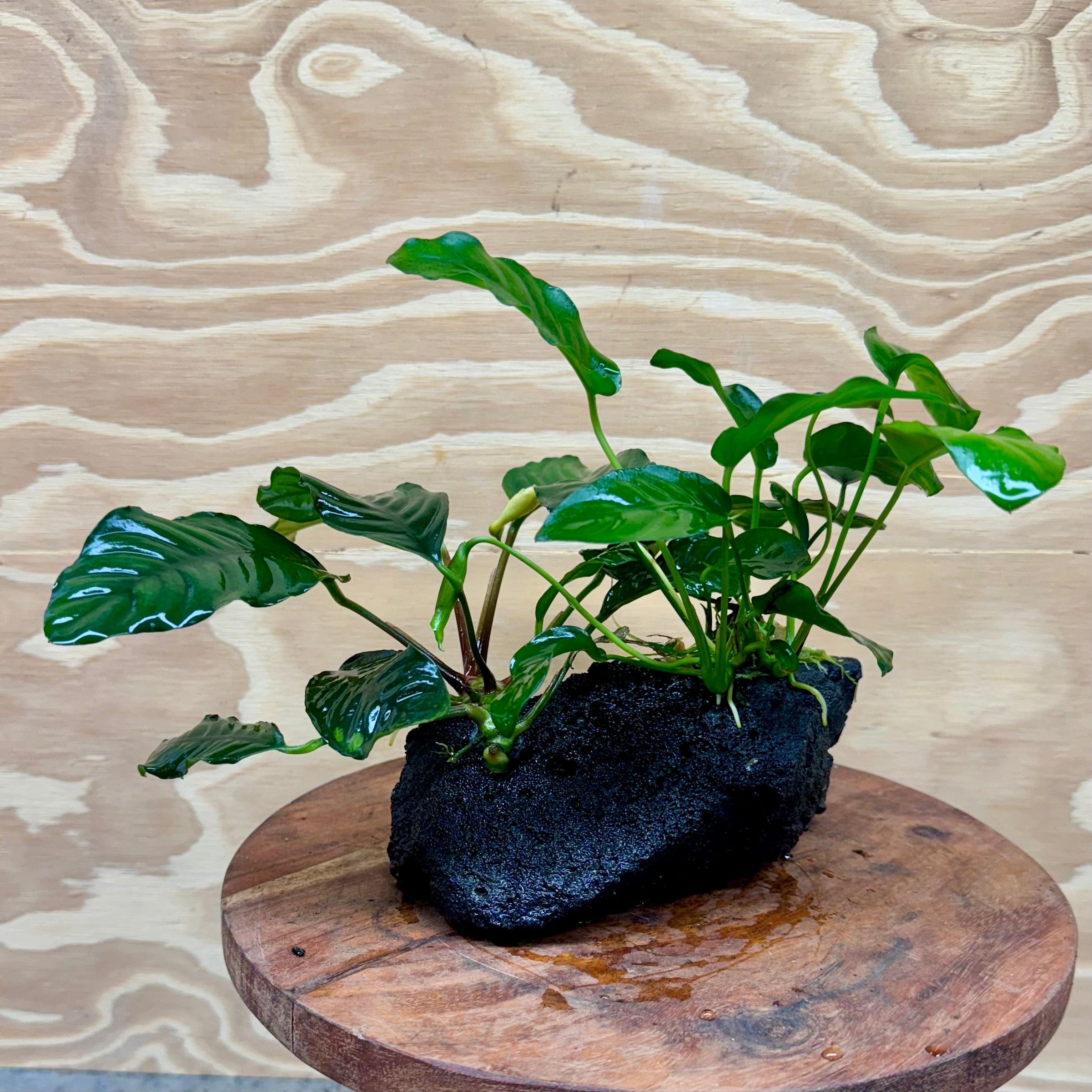 Pisces Enterprises Rock Creation Anubias Coffeefolia and Nana on Large Black Lava Rock Creation - One Only