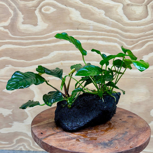 Pisces Enterprises Rock Creation Anubias Coffeefolia and Nana on Large Black Lava Rock Creation - One Only
