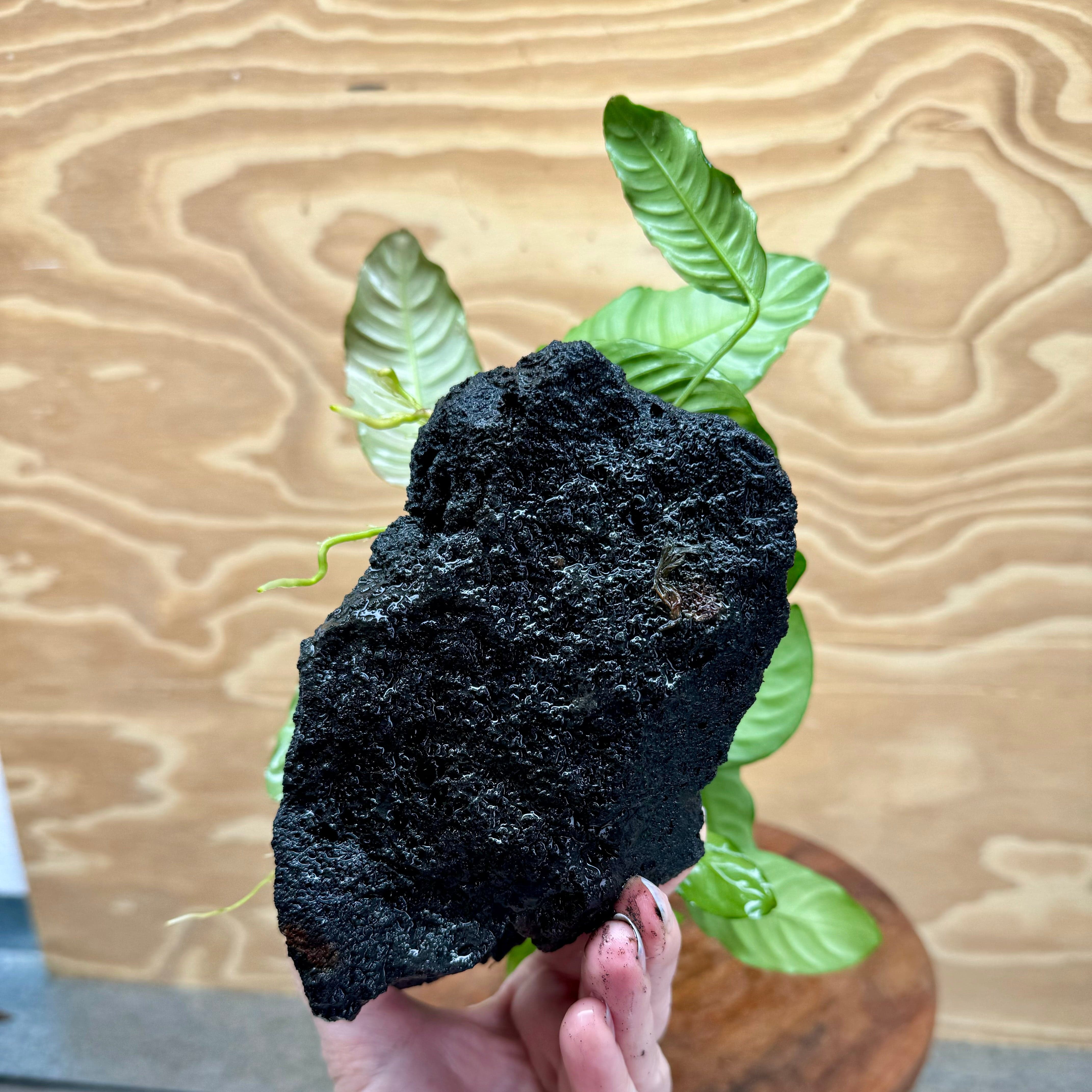 Pisces Enterprises Rock Creation Anubias Coffeefolia and Nana on Large Black Lava Rock Creation - One Only