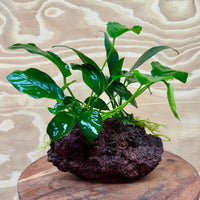 Pisces Enterprises Rock Creation Anubias Old-type Afzelli and Nana on Large Red Lava Rock Creation - One Only